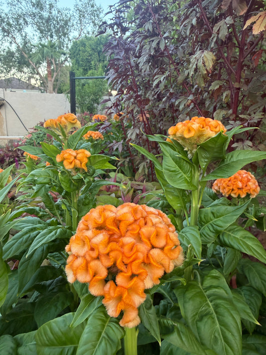 雞冠花女王橘色種子