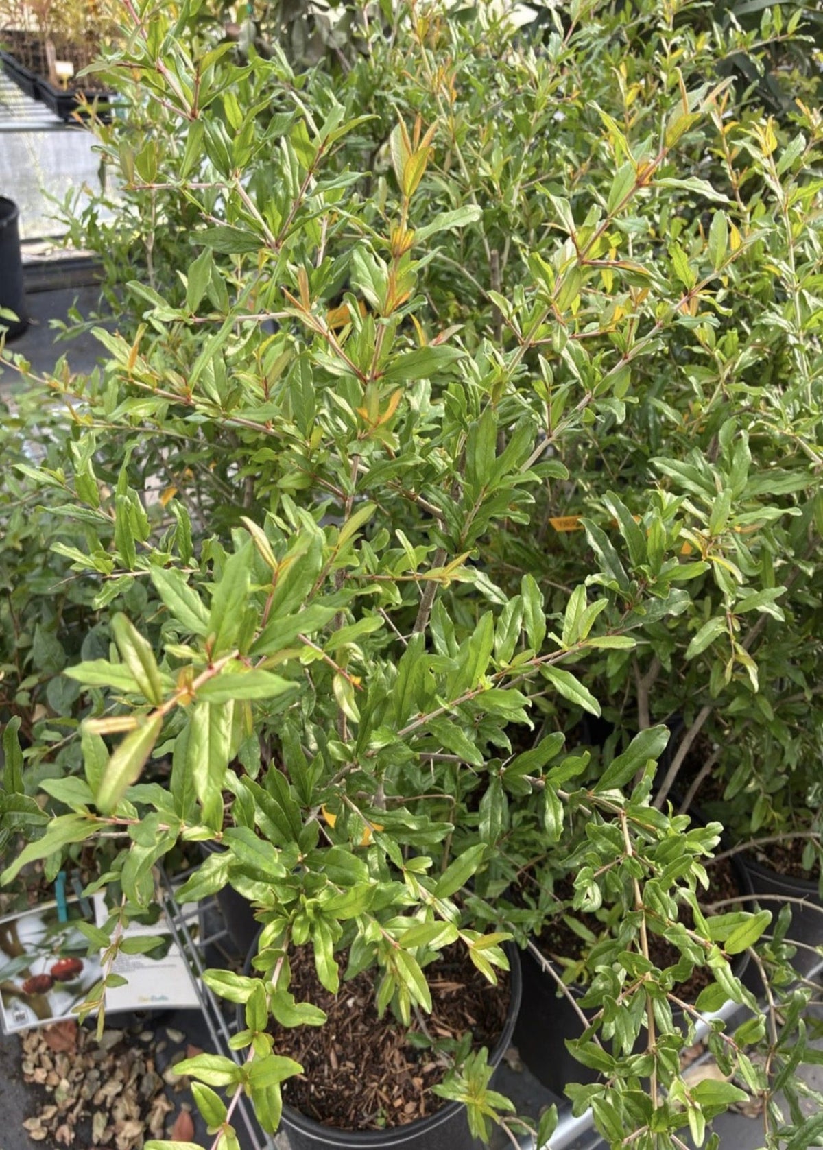 Pomegranate 'Parfianka' tropical fruit tree by Sow Exotic with lush green foliage and developing fruit on branches.