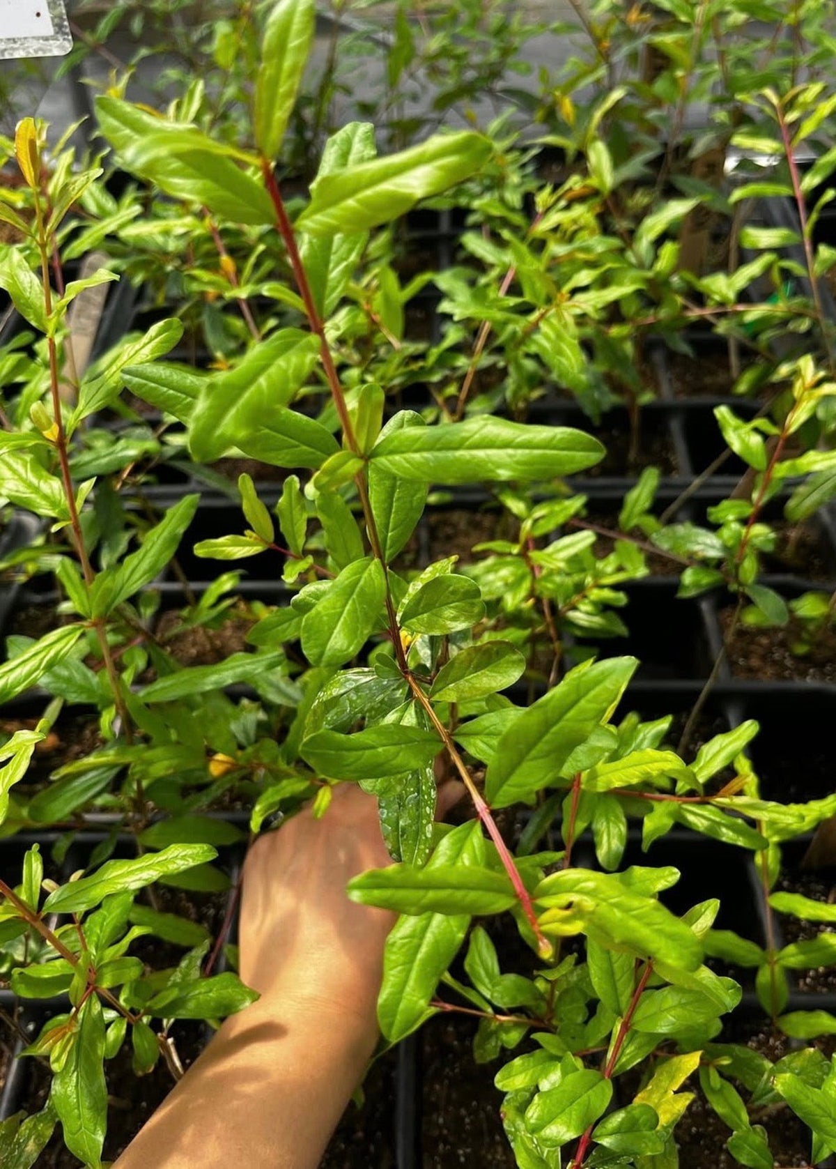 Pomegranate 'Azadi' tropical fruit tree by Sow Exotic, showing lush green foliage and developing fruit on branches.