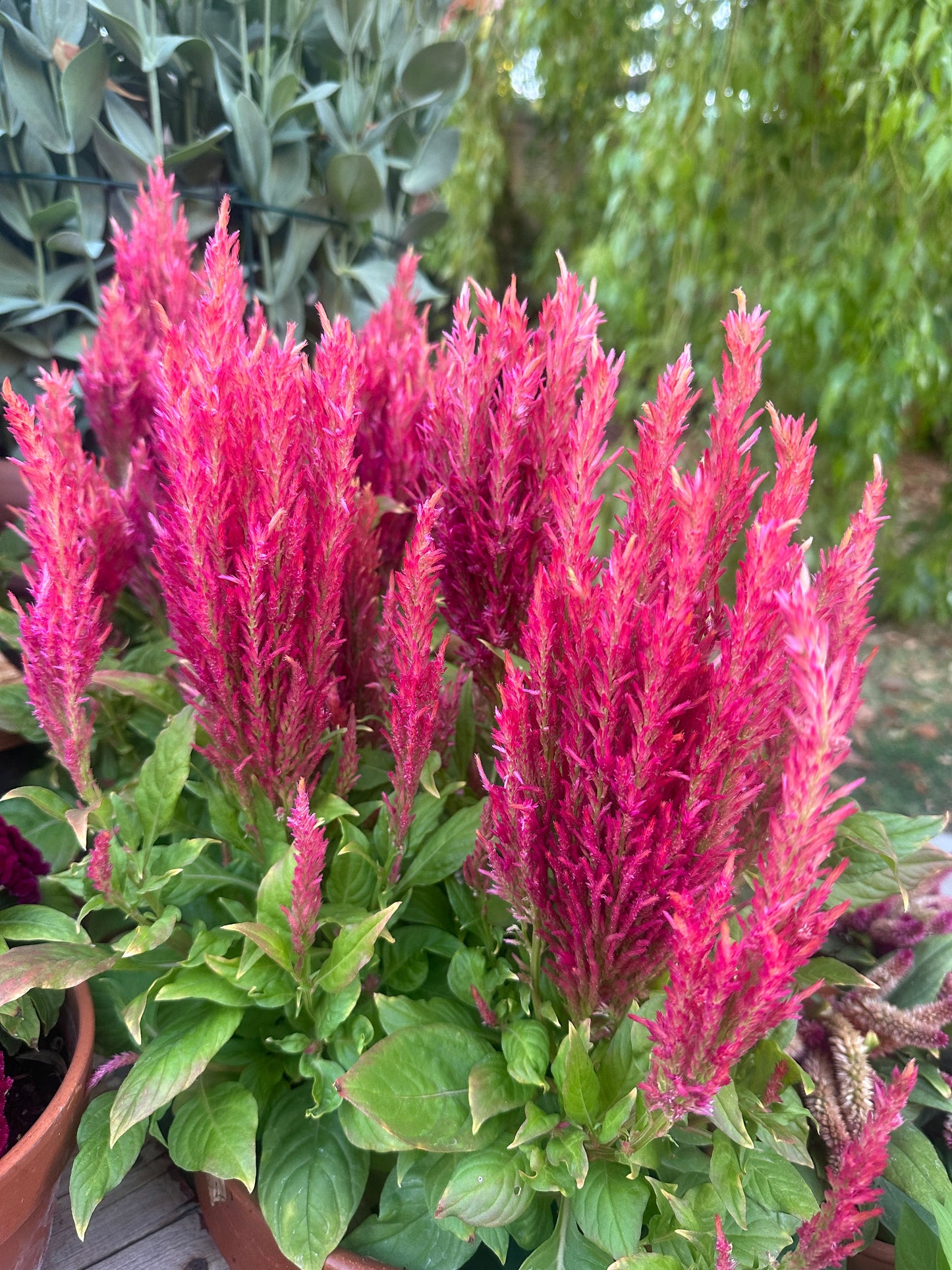Celosia Bright Sparks Pink seeds