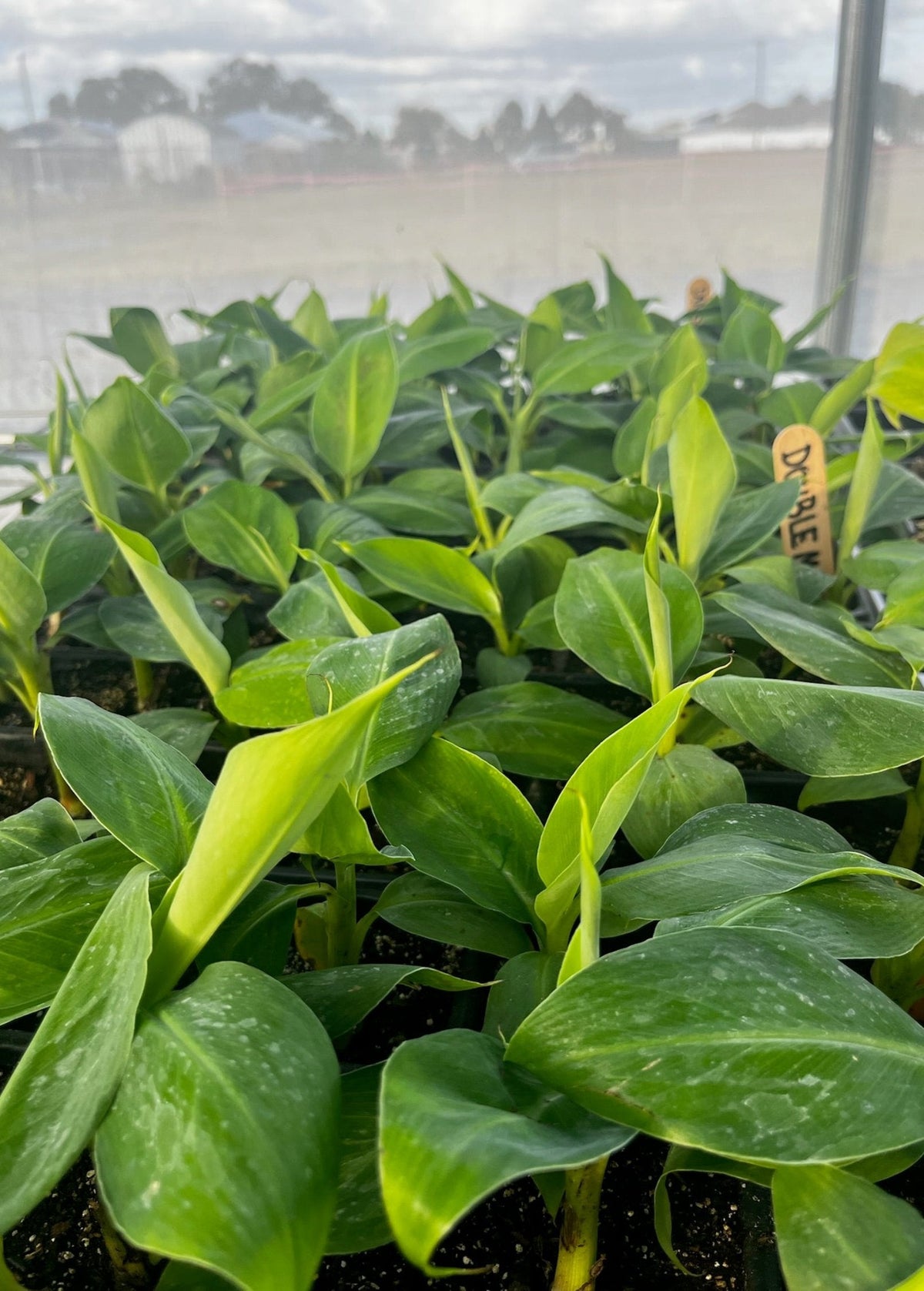 Dwarf Banana 'Double Mahoi' tropical fruit tree by Sow Exotic with lush green foliage and developing banana bunches.