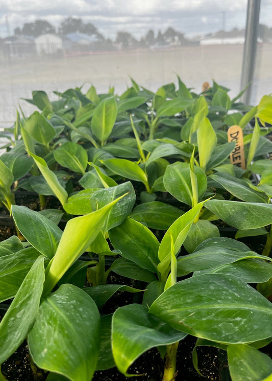 Dwarf Banana 'Double Mahoi' tropical fruit tree by Sow Exotic with lush green foliage and developing banana bunches.