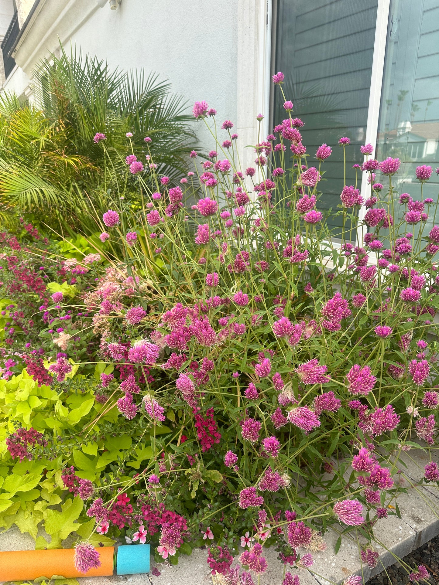 Gomhprena Fireworks seeds
