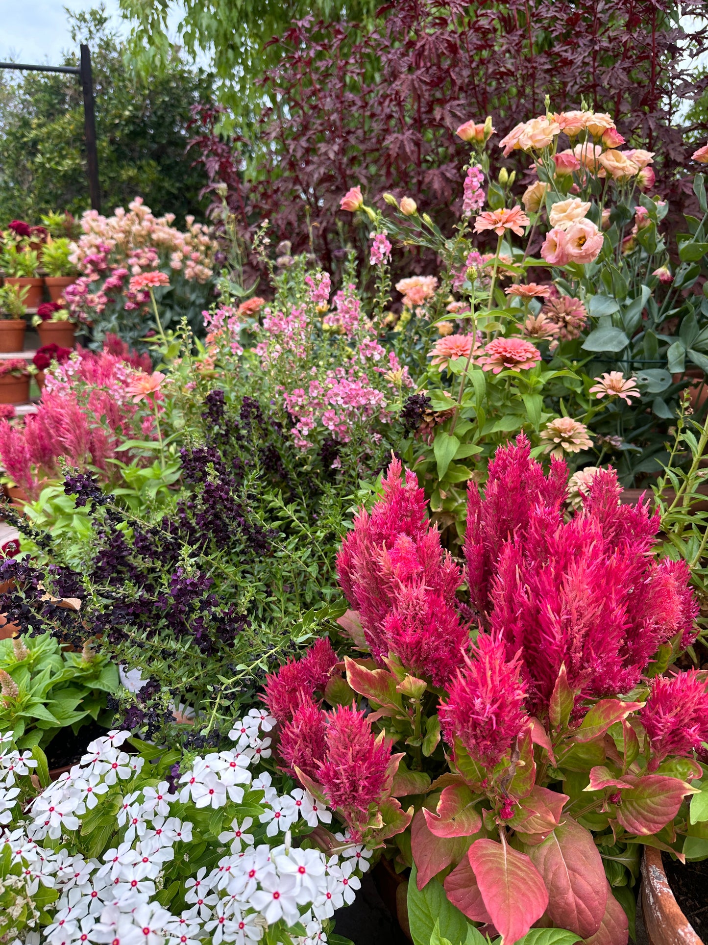 Celosia Bright Sparks Pink seeds