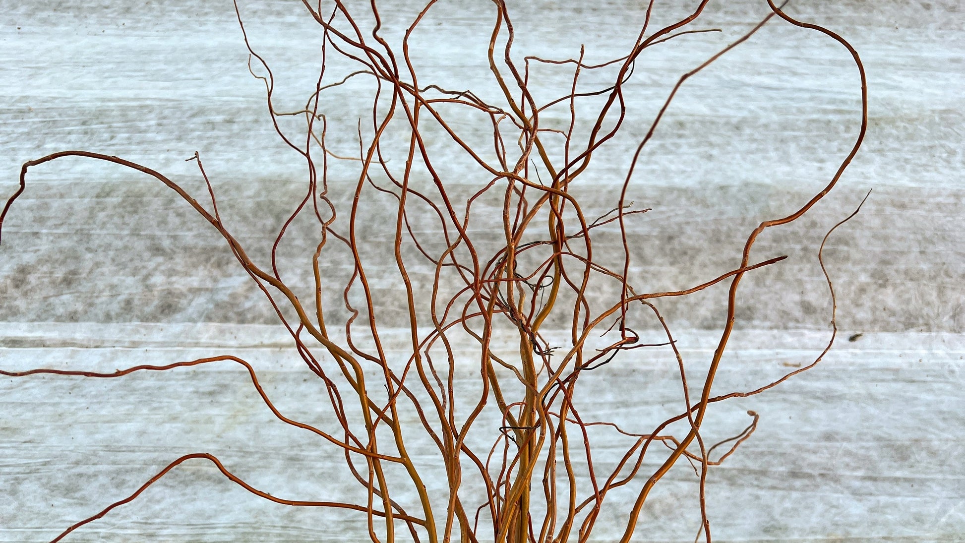 Yellow willow branches with curly, textured leaves from The Farm On Central, arranged in a natural bouquet.