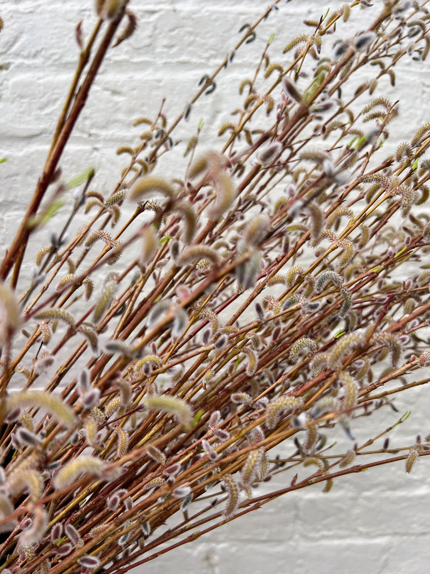 Showy Catkin Pussy Willow Mix from The Farm On Central, featuring elegant, flowering pussy willow branches with catkins.