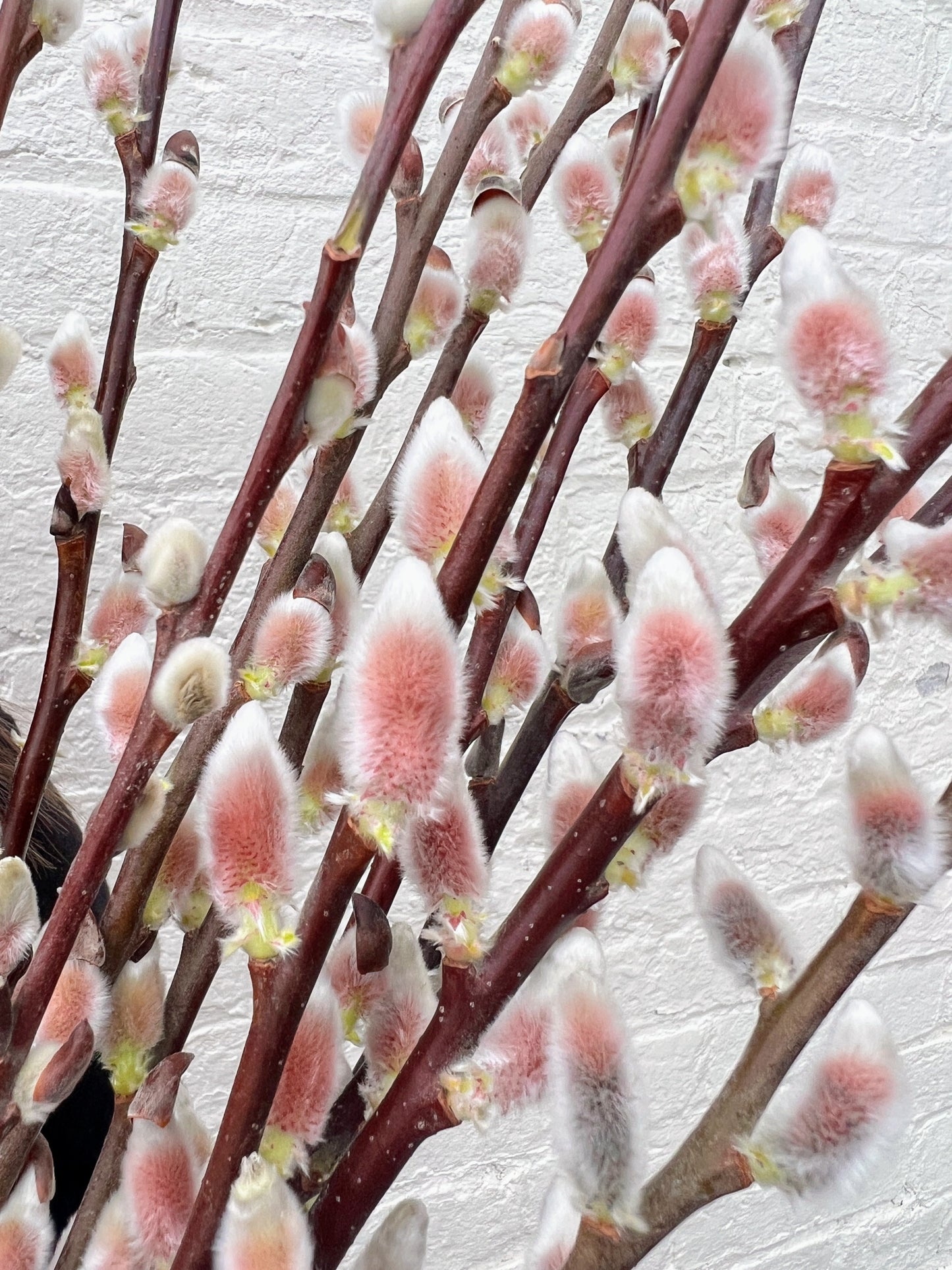 Showy Catkin Pussy Willow Mix by The Farm On Central, fresh catkin branches with fuzzy buds and vibrant greenery.