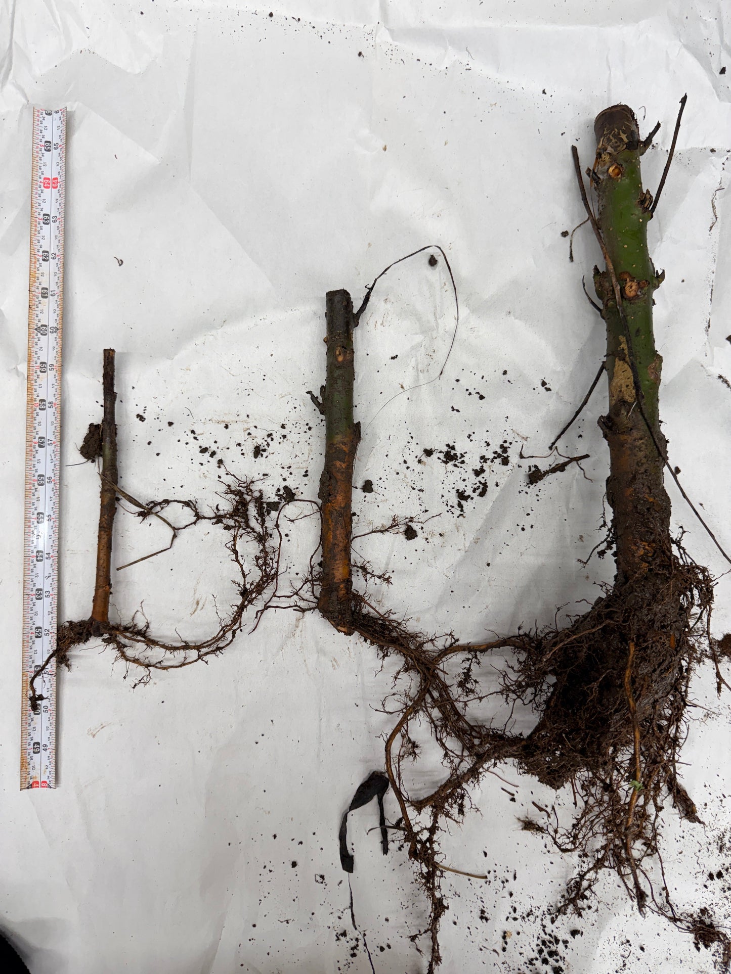 Ram's Horn Willow Salix babylonica 'Crispa' branch with twisted, curly willow leaves and distinctive ram’s horn-shaped twigs.