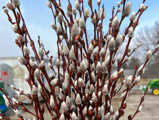 Winter Glory Willow tree by The Farm On Central with lush, drooping branches and vibrant winter foliage in a garden setting.