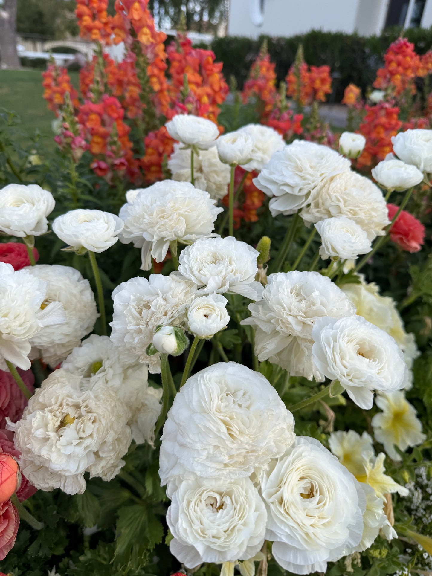 Ranunculus Amandine White corms from John's Plant Adventures, showing the fresh bulbs ready for planting.