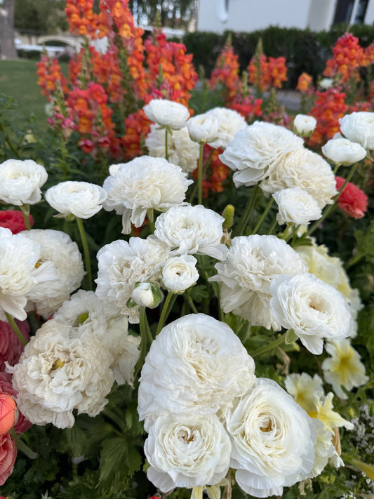 White Ranunculus Amandine corms from John's Plant Adventures, showing healthy flower buds and green foliage in a gardening setting.