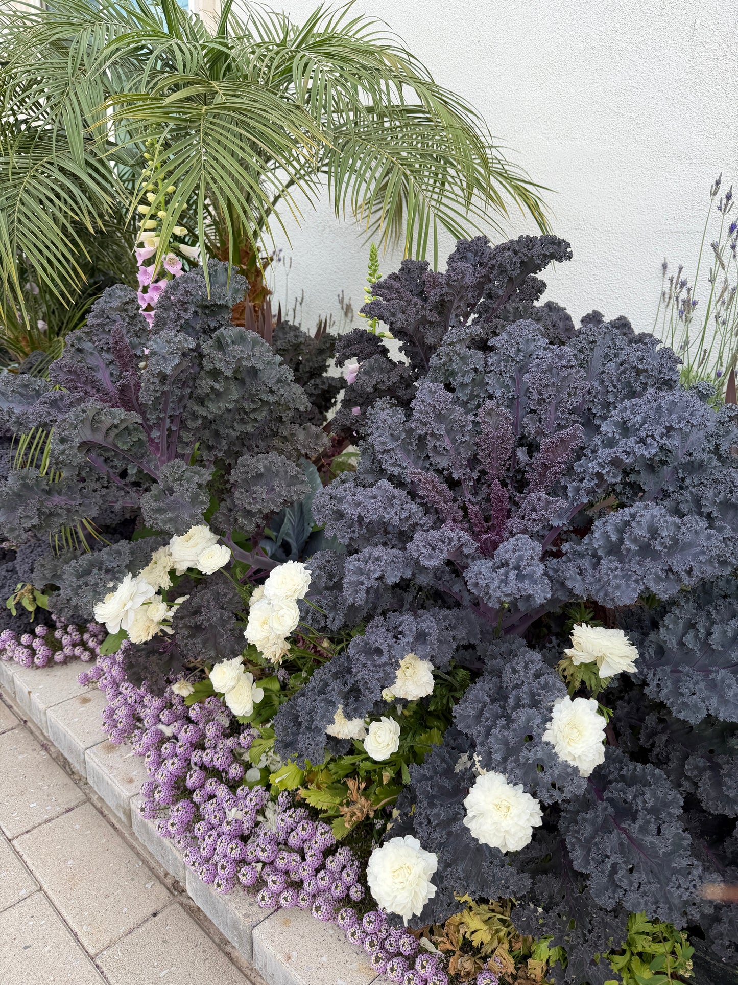 Scarlet red Kale seeds
