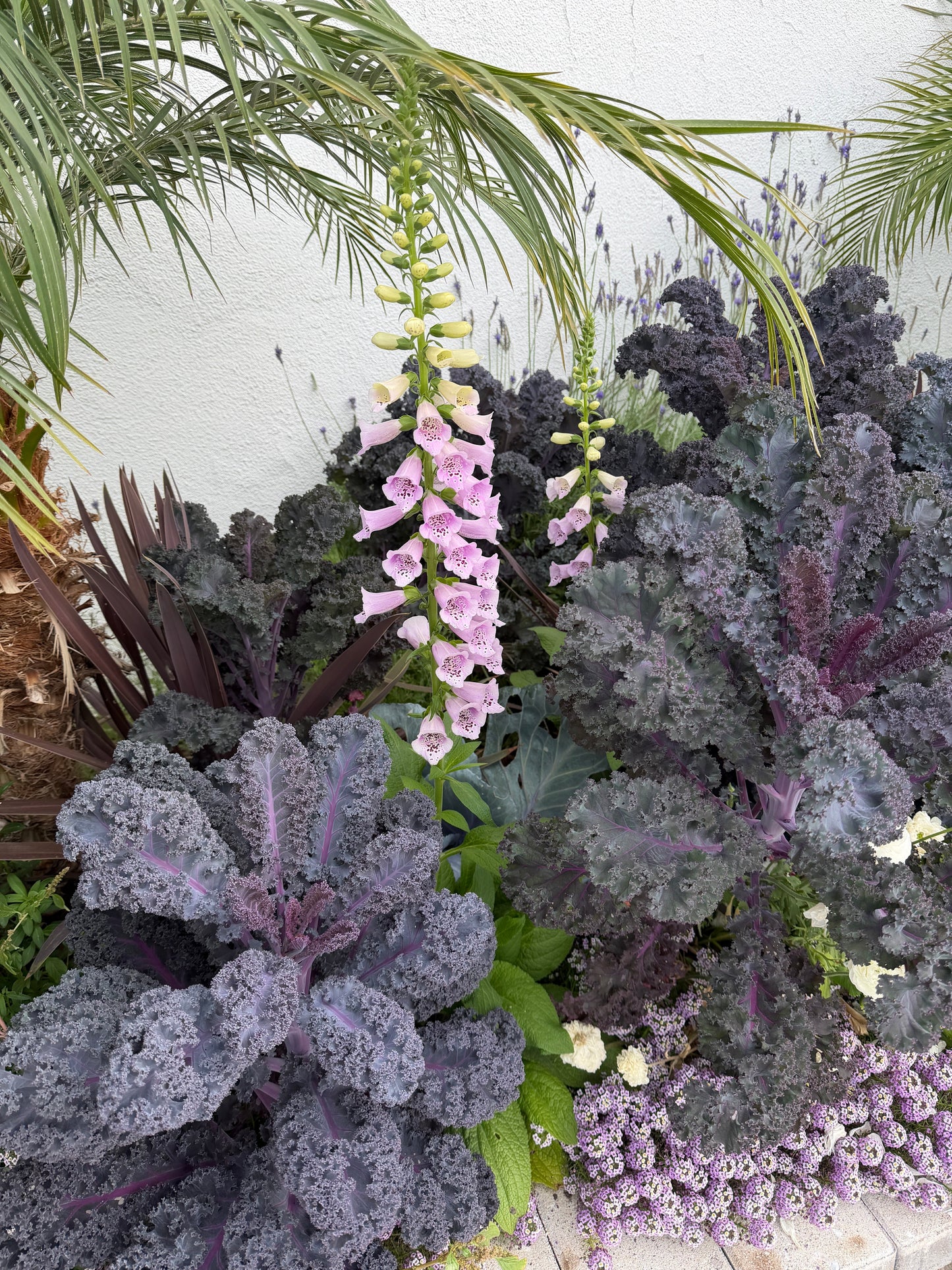 Scarlet red Kale seeds