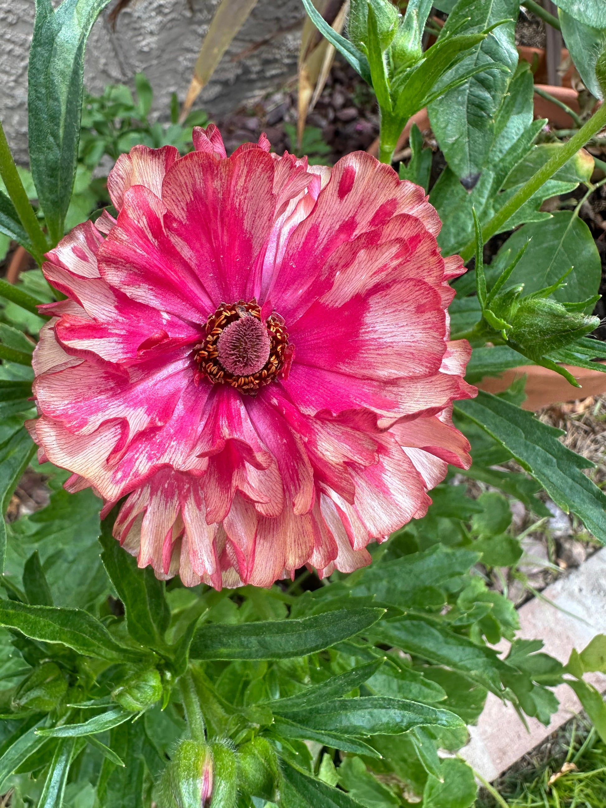 Close-up of Butterfly Ranunculus ‘Musa’ corms from John's Plant Adventures, showing their healthy, bulbous underground structure.