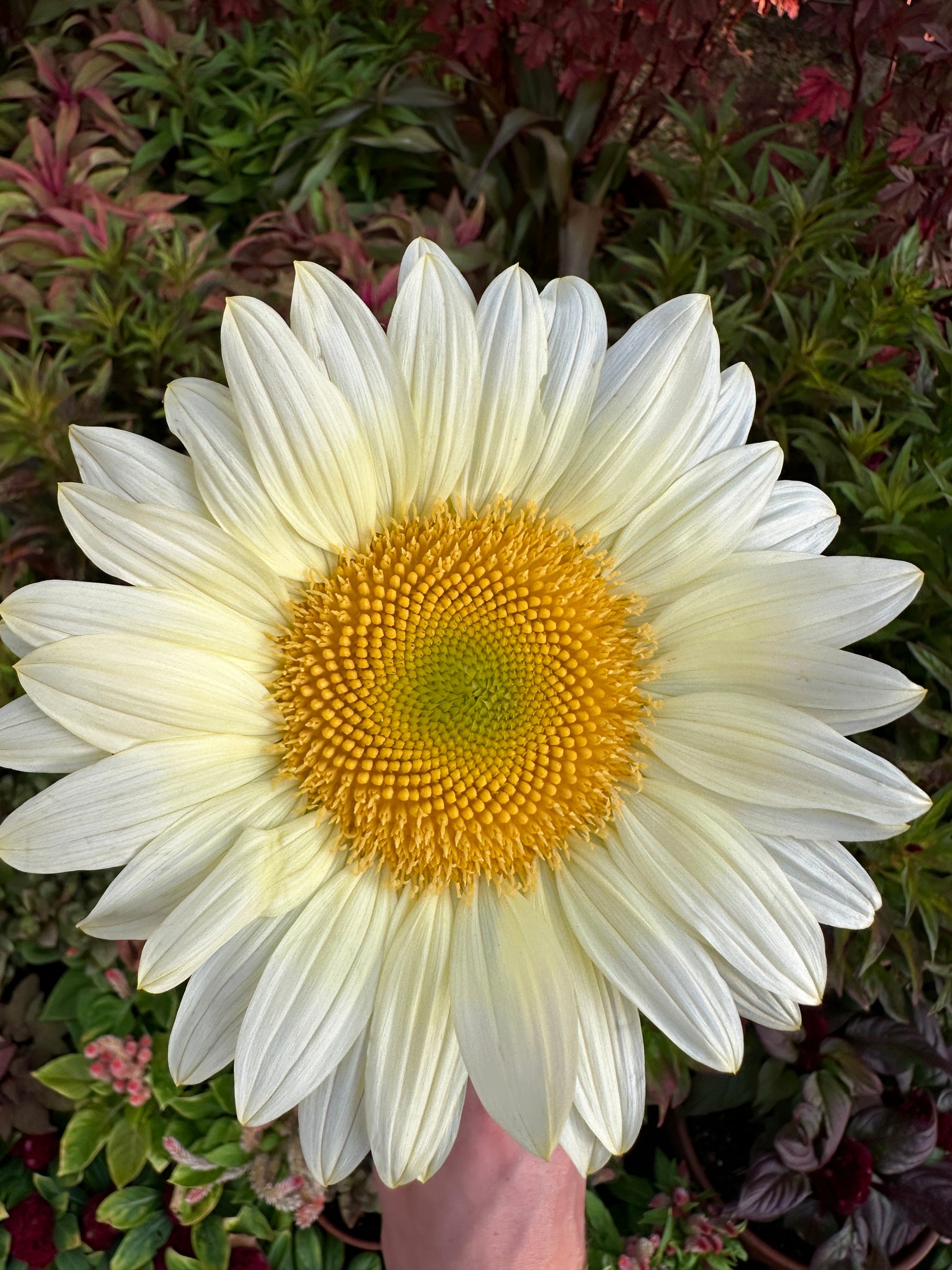 White sunflower seeds from John's Plant Adventures, showing a close-up of the seed variety with textured shells.