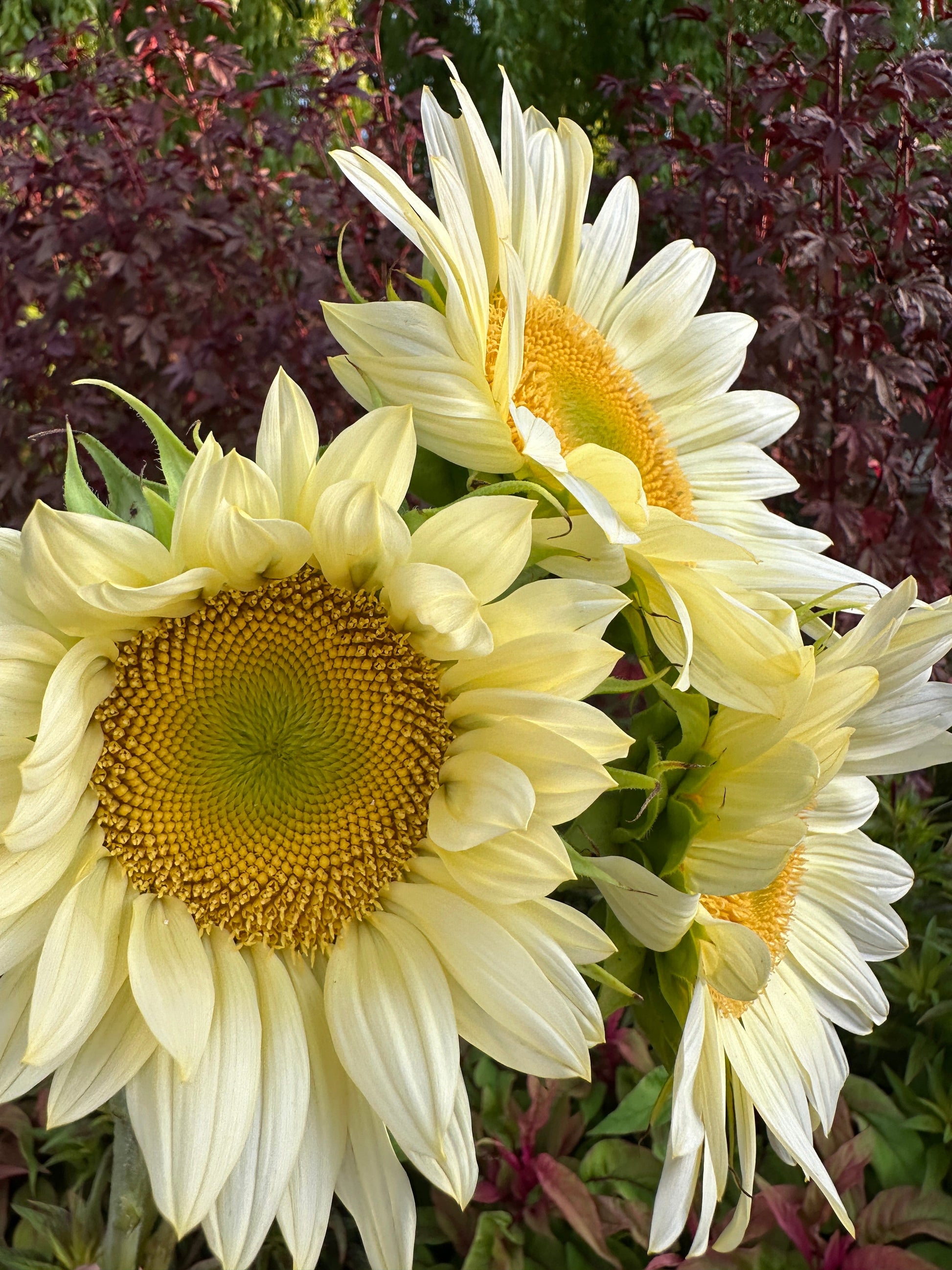 White sunflower seeds from John's Plant Adventures, showing a close-up of seeds in a natural setting.