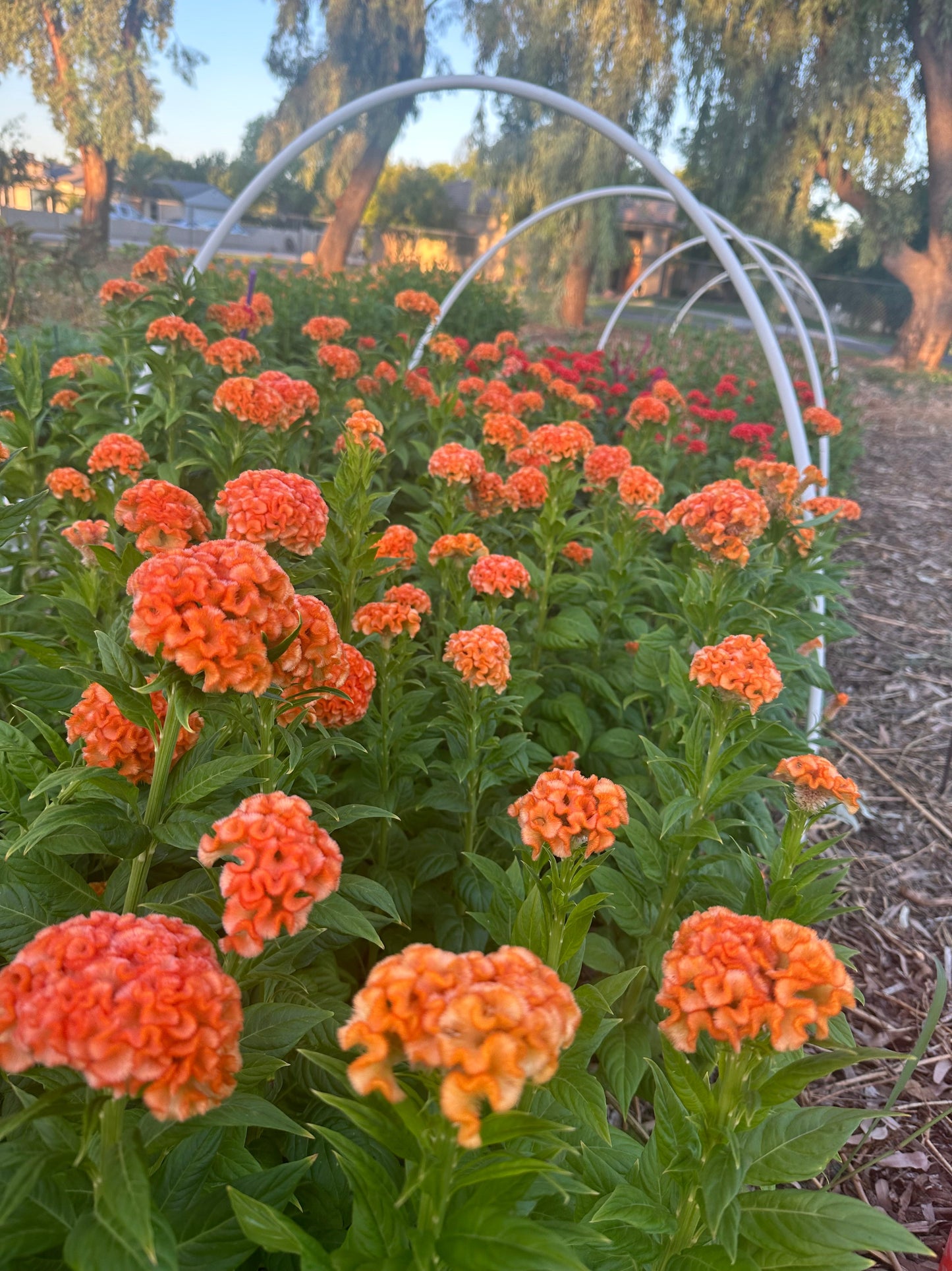Cockscomb Queen Orange celosia seeds in small packet, ready for planting, from John's Plant Adventures.