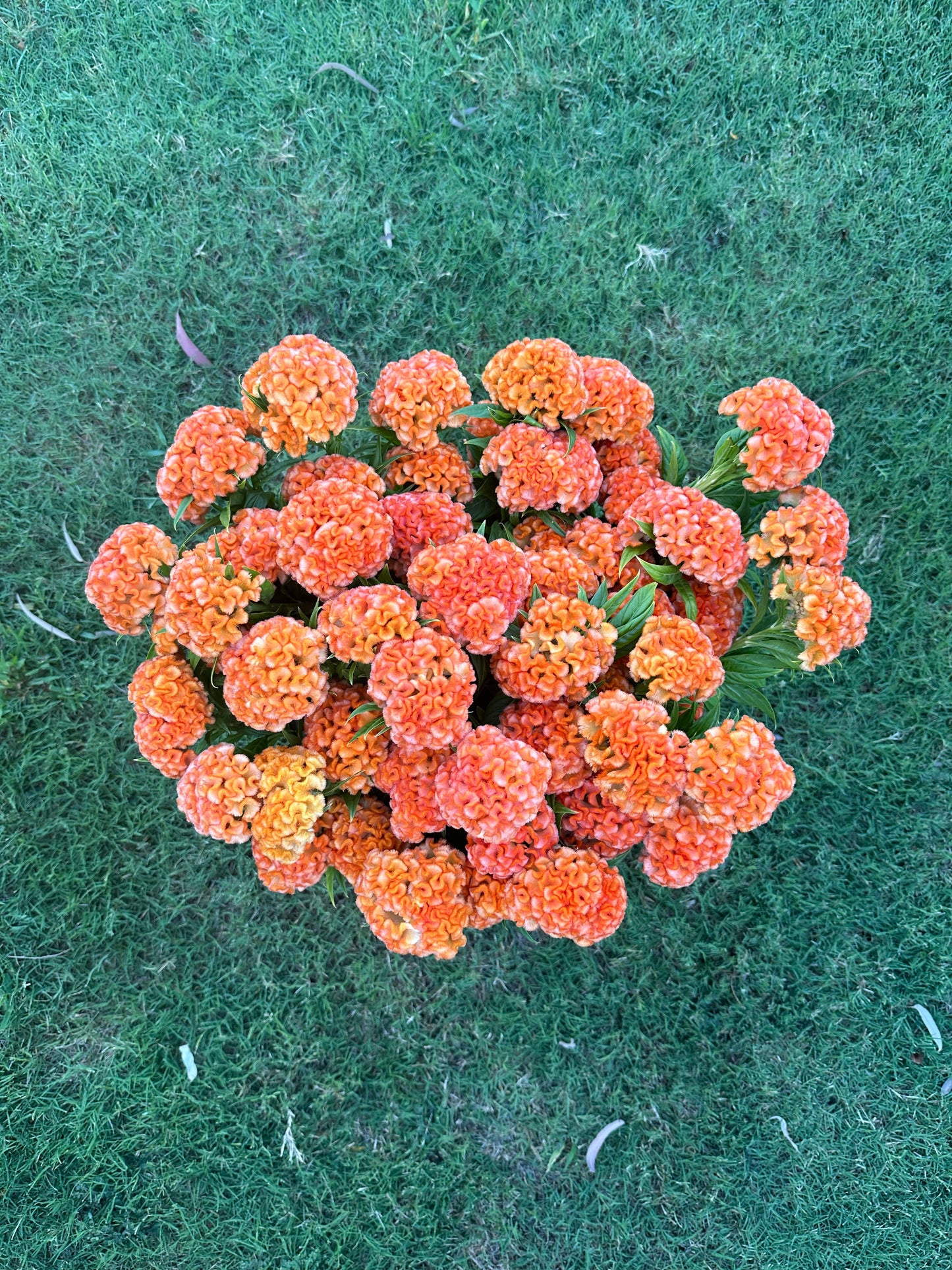 Cockscomb Queen Orange celosia seeds from John's Plant Adventures, showing vibrant orange seed packets for planting.