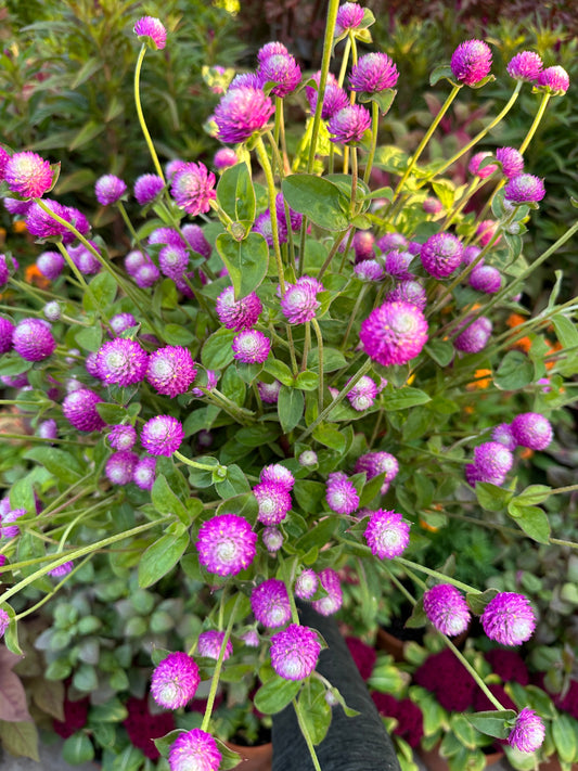Bi-color Gomphrena Audry flower seeds from John's Plant Adventures, showing vibrant, multi-colored flower buds and green foliage.
