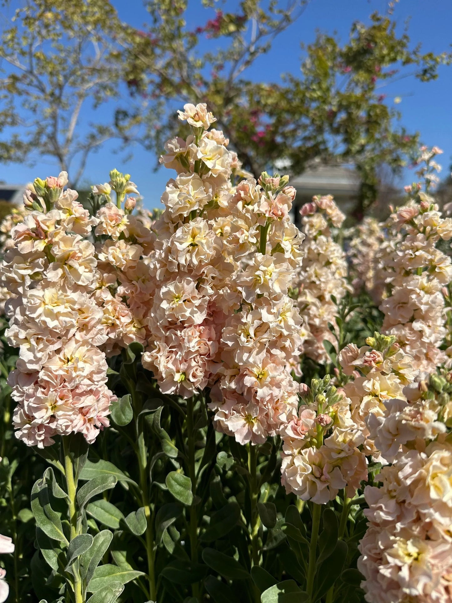 John's Plant Adventures stock apricot seeds, showing fresh, natural seeds suitable for planting or gardening.