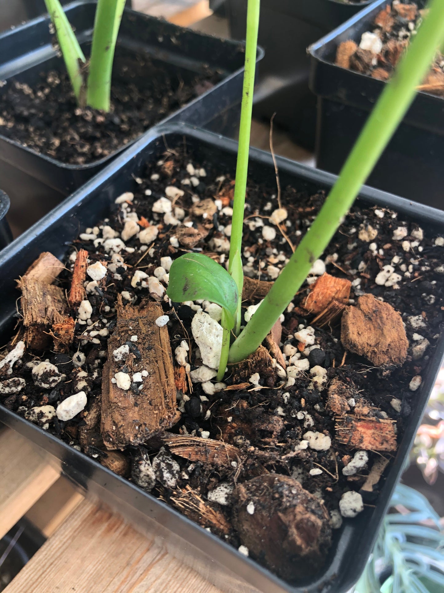 Premium tropical houseplant potting mix from Rooting For You, showing a bag of general-purpose soil for tropical plants.