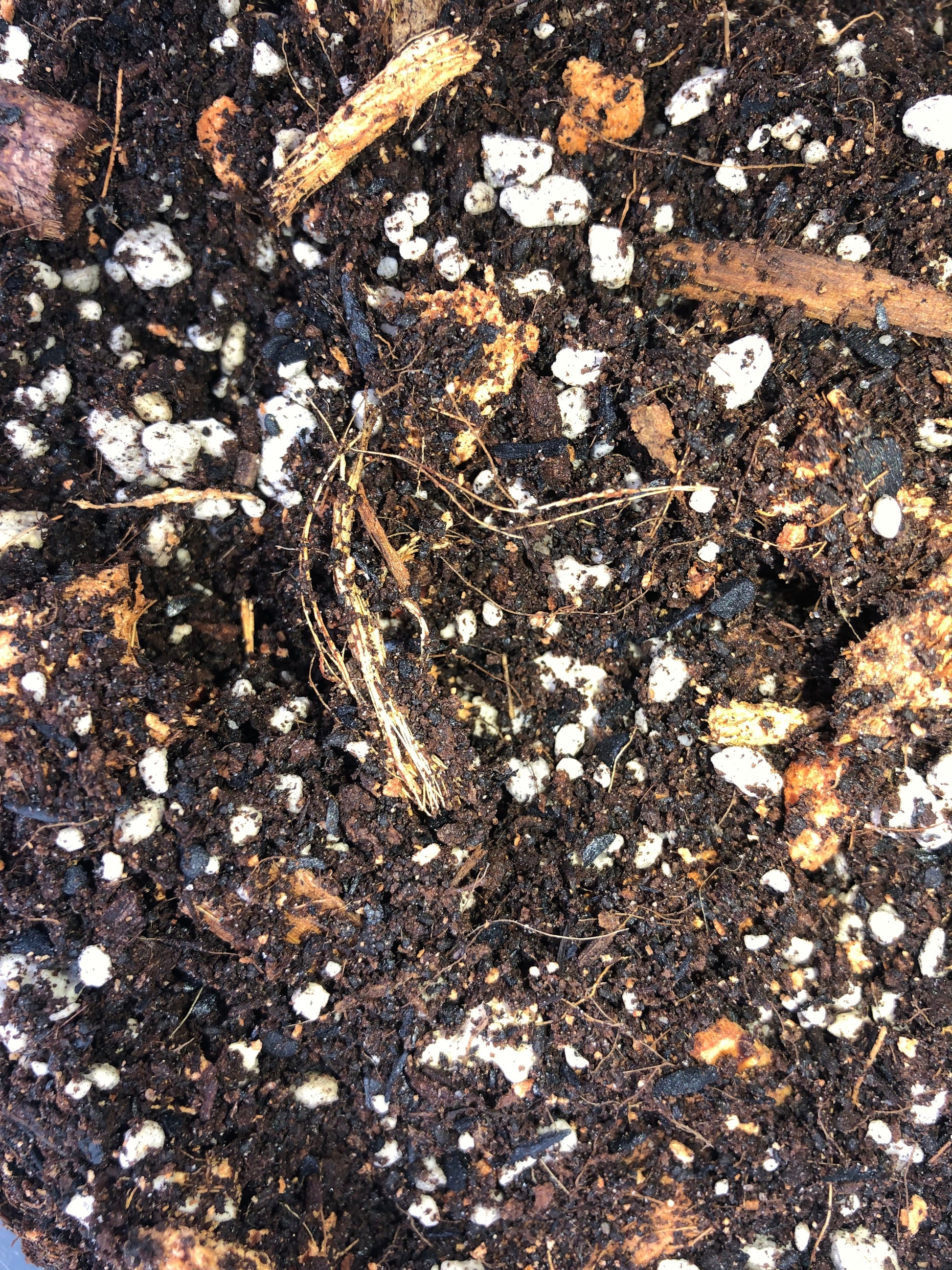Premium tropical houseplant potting mix by Rooting For You, showcasing a bag of general-purpose soil for healthy tropical plants.