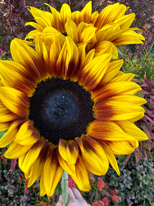 Bicolor sunflower seeds from John's Plant Adventures, showing vibrant yellow and brown sunflower seed varieties.