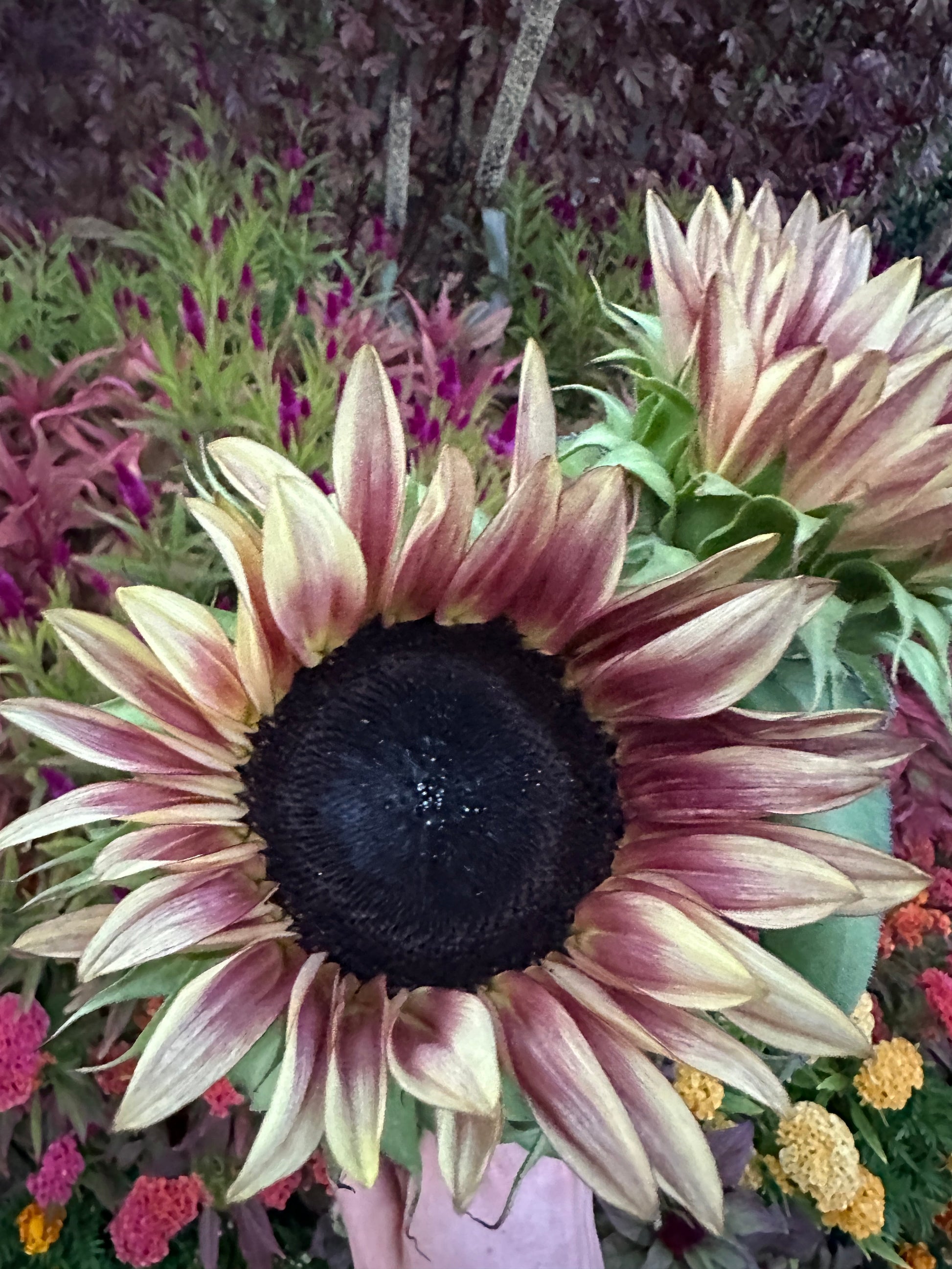 Sunflower Procut Plum seeds from John's Plant Adventures, showing fresh seeds in a natural setting.