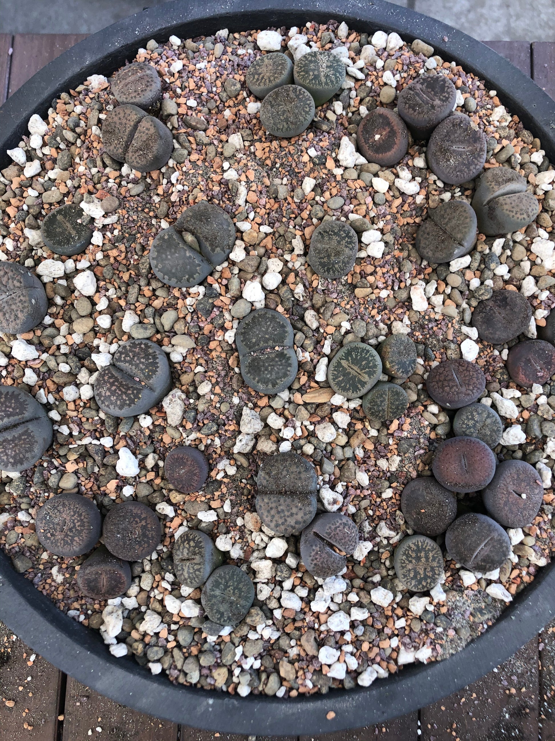 Living stone succulent in a lithops mix, showcasing the unique, fleshy, patterned leaves of the Mystery Lithop from Rooting For You Plant Nursery.