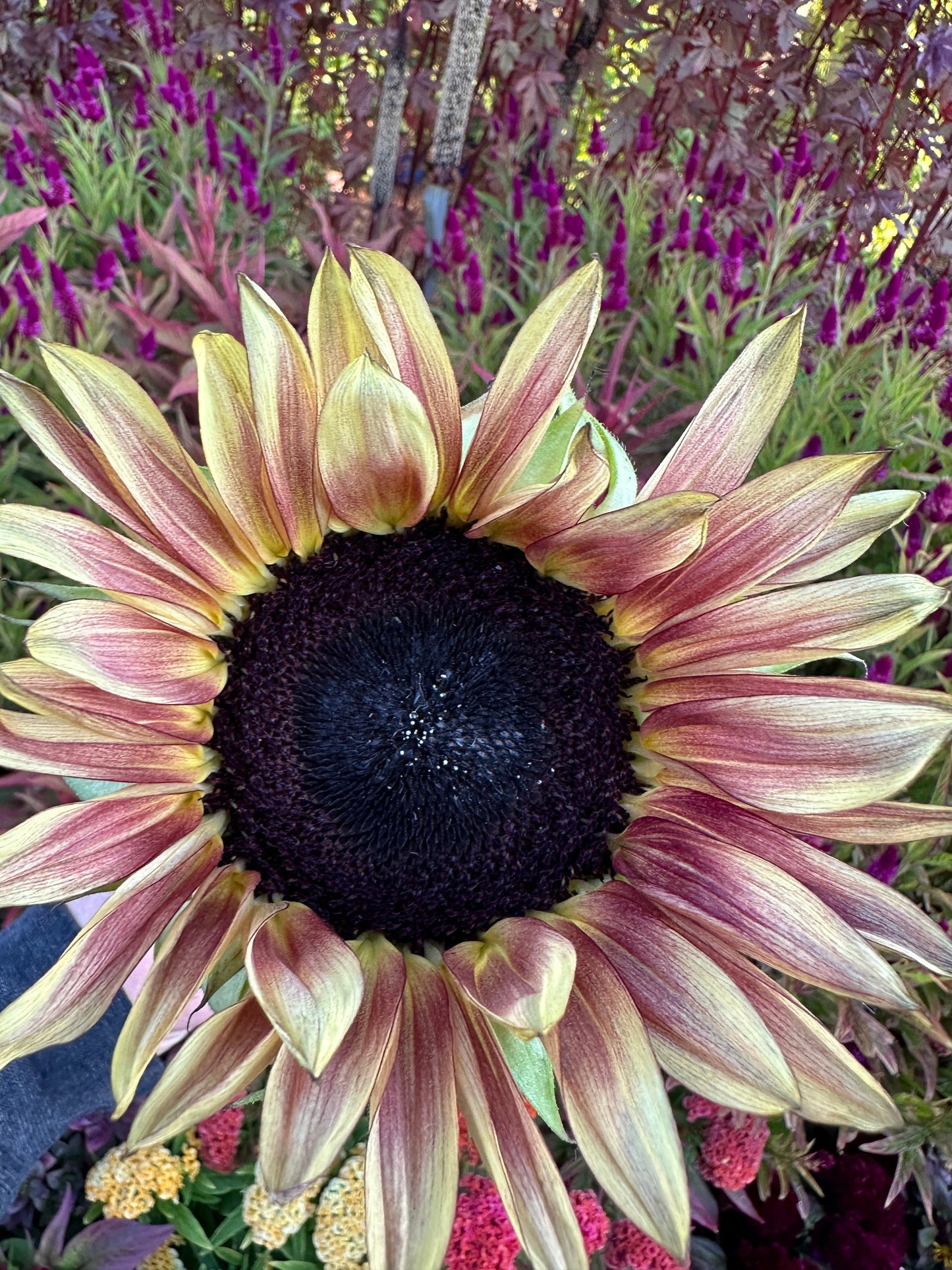 Sunflower Procut Plum seeds from John's Plant Adventures, showing seeds in a close-up view.