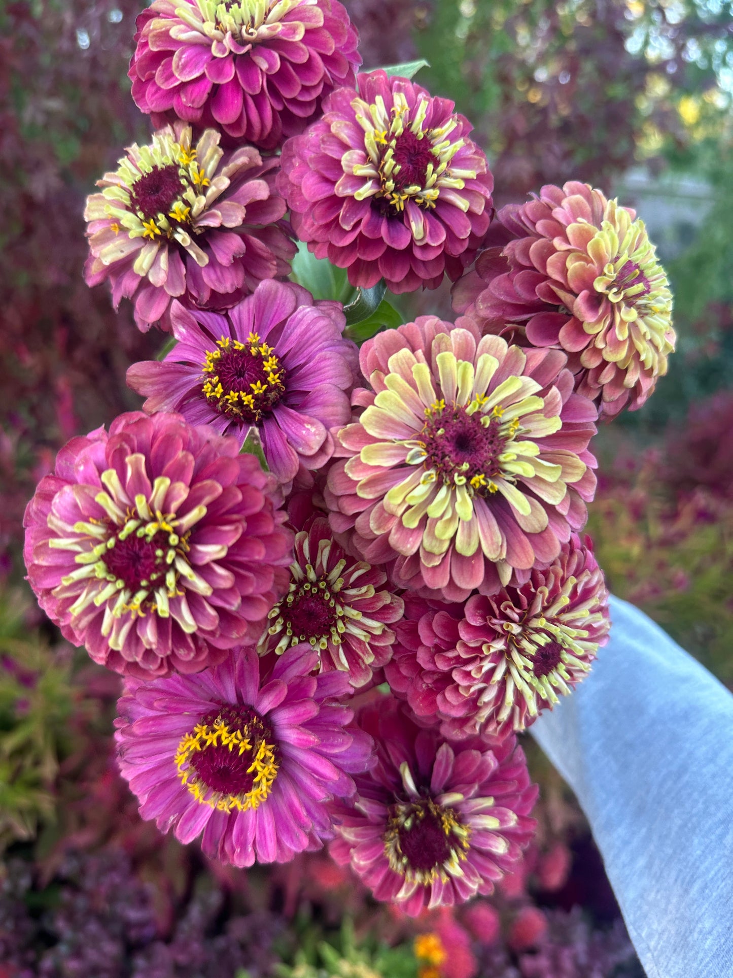 Zinnia Queen Lime Red seeds from John's Plant Adventures, showing vibrant red and lime green flower seed packets.