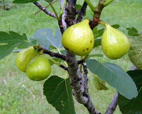 Everglades Farm Ischia Fig Tree showing lush green leaves and mature figs on the branches.