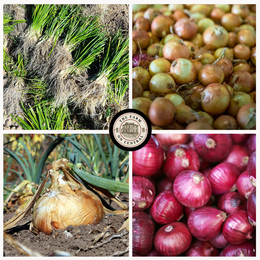 Intermediate Day Onion Bundle from The Farm On Central, featuring fresh, medium-sized onions arranged in a natural bundle.
