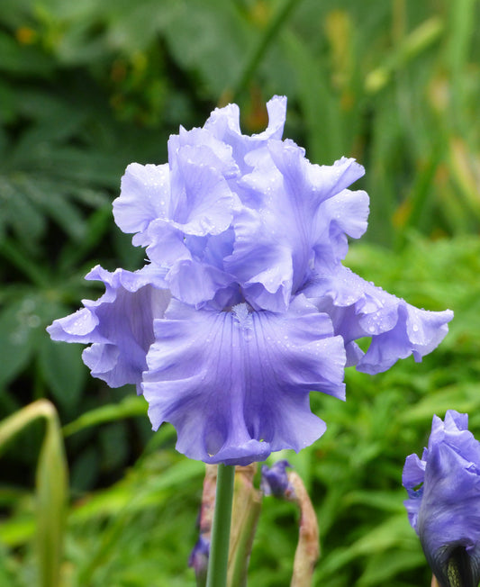 Abiqua Fall Tall Bearded Iris rhizome by BloomingBulb with vibrant purple and yellow blooms and lush green foliage.