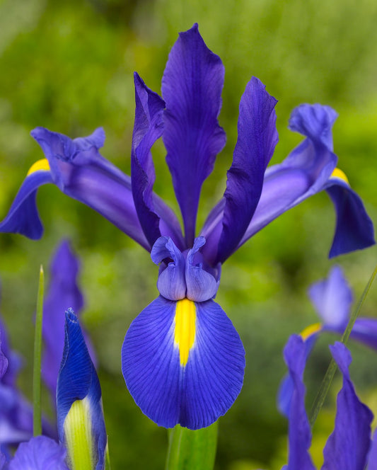 Blue Magic Iris hollandica bulbs from BloomingBulb, showing vibrant blue flower buds and green foliage.