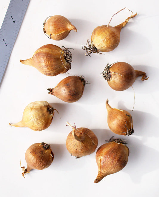 Group of Iris histriodes bulbs, variety of Katharine Hodgkin Iris, fresh and healthy flower bulbs for planting from BloomingBulb.