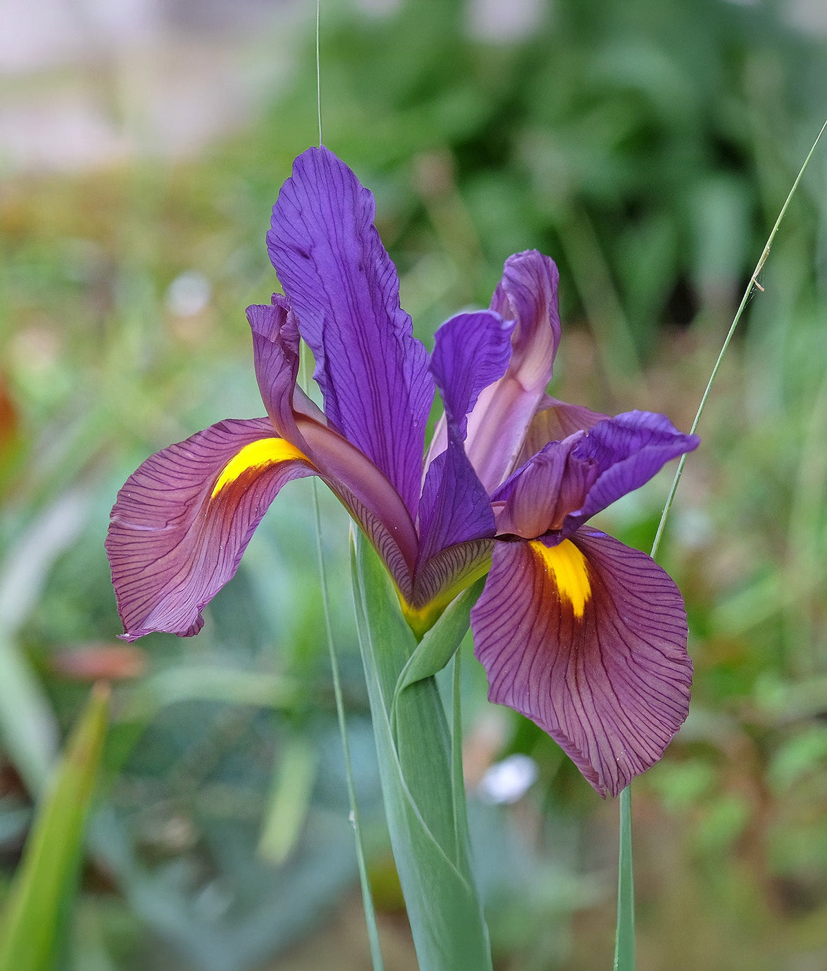 Bright yellow and orange Iris Eye of the Tiger Hollandica bulbs from BloomingBulb, showcasing vibrant flower buds ready to bloom.