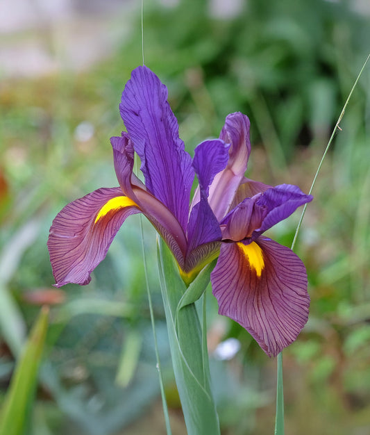 Bright yellow and orange Iris Eye of the Tiger Hollandica bulbs from BloomingBulb, showcasing vibrant flower buds ready to bloom.