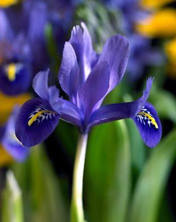 BloomingBulb Harmony Dwarf Iris reticulata bulbs, small flowering bulbs with vibrant purple and white petals for early spring blooms.