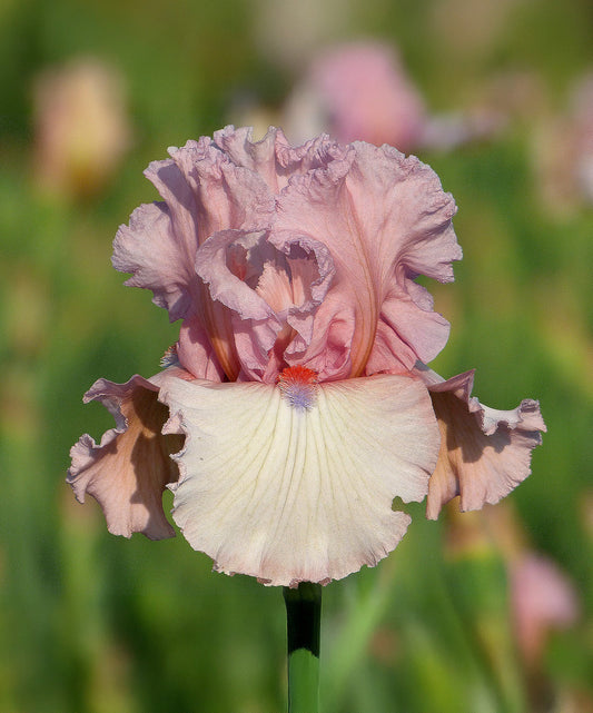 Pink and white tall bearded iris named Island Blush from BloomingBulb, showing vibrant petals and lush green foliage.