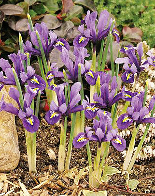 Close-up of J.S. Dijt Dwarf Iris reticulata bulbs from BloomingBulb, showcasing their small, vibrant flower buds and bulb clusters.