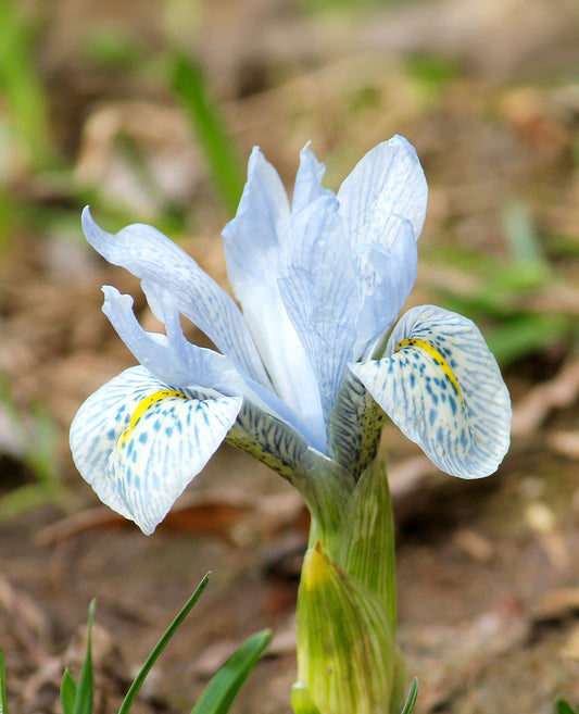Bright blooming Iris Katharine Hodgkin with vibrant purple and white petals, shown with 10 bulbs for planting.