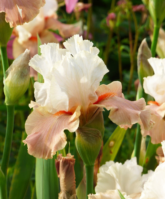 Reblooming bearded iris rhizome from BloomingBulb, vibrant purple petals and green foliage, ready for planting.