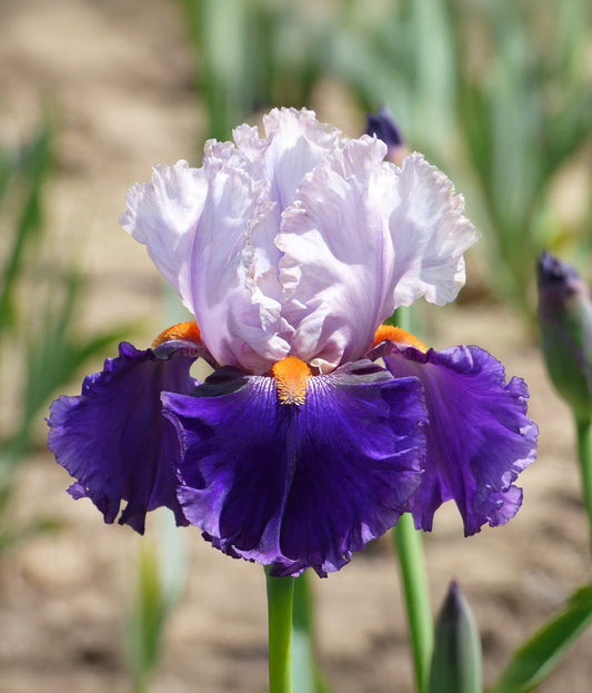 Tall bearded iris from BloomingBulb featuring vibrant purple petals and lush green foliage, shown with the rhizome and blooming flowers.