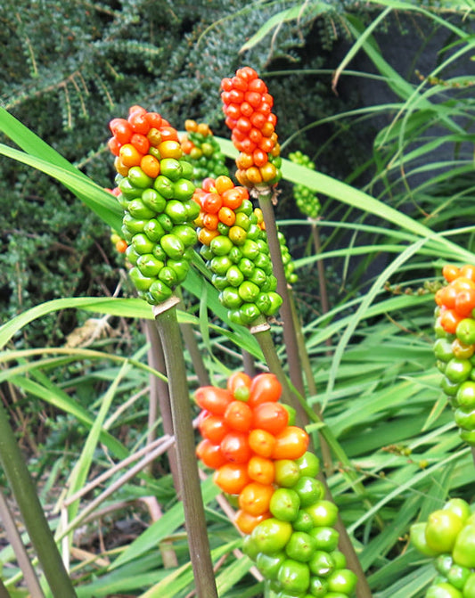 Italian Lords and Ladies specialty bulbs by BloomingBulb, showing 25 vibrant flower bulbs ready for planting.