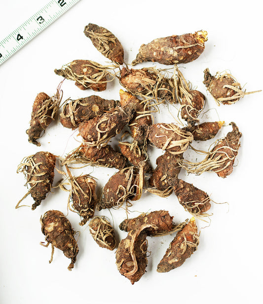 Italian Lords and Ladies specialty bulbs, 25 bulbs by BloomingBulb, showing vibrant colorful flower buds in a garden setting.