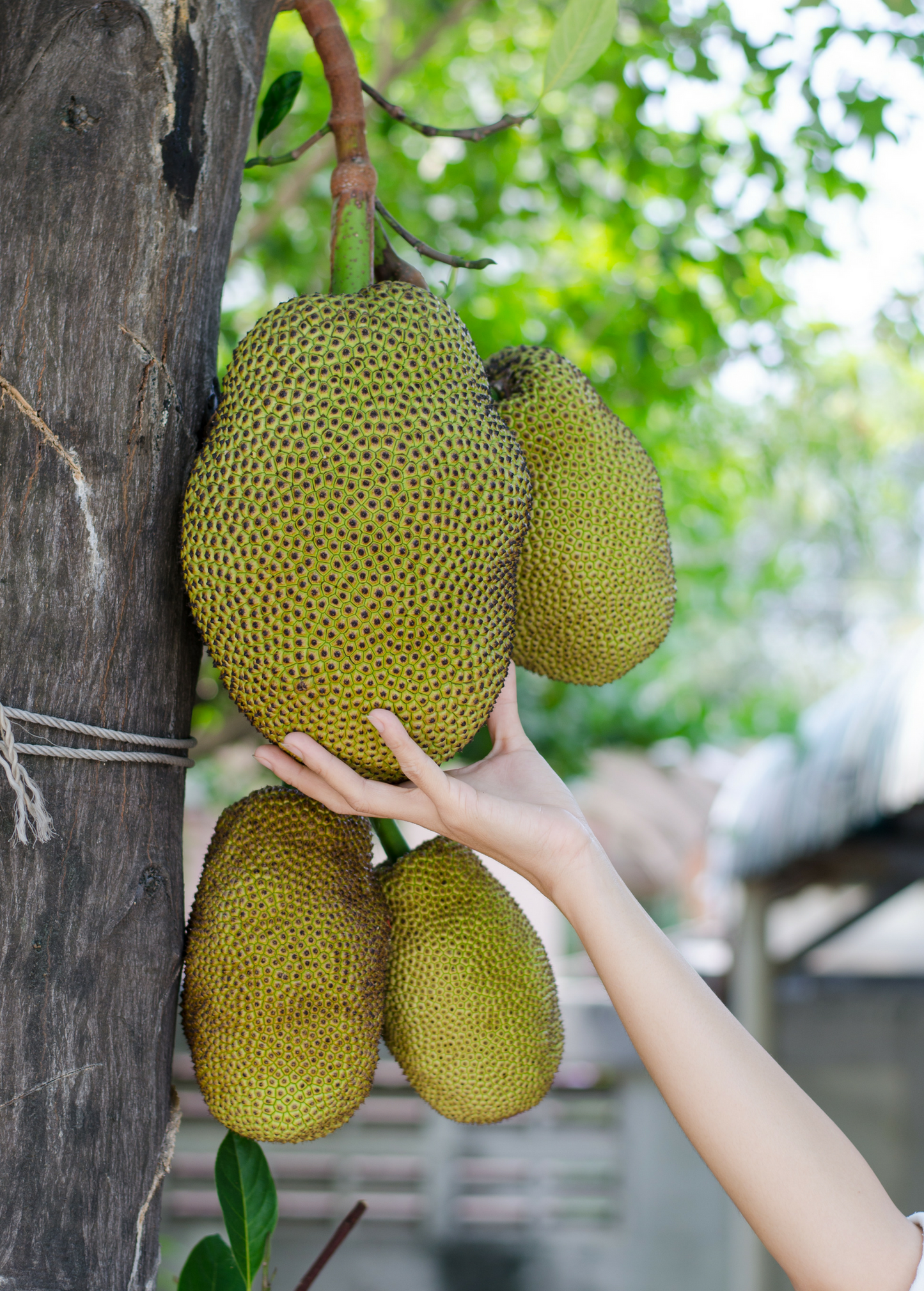 Fresh black gold jackfruit hanging on a tropical tree, showcasing large green leaves and ripe yellow fruit for Sow Exotic.
