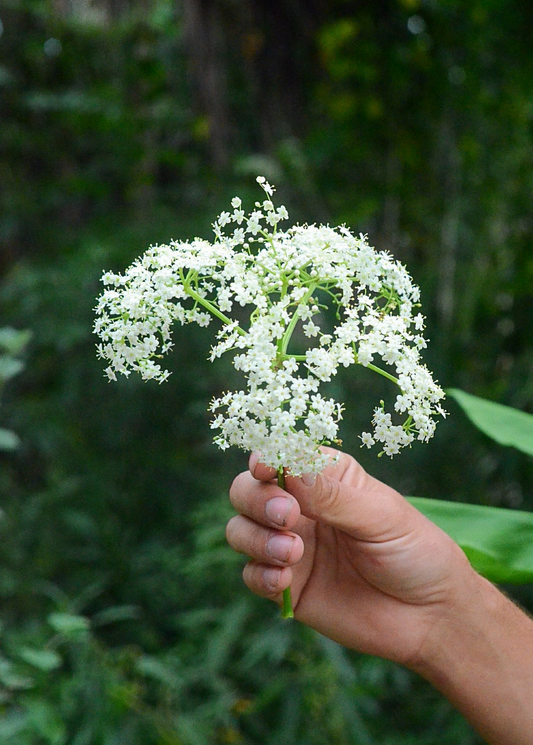 Jared holding fresh Florida native elderberry herb (Sambucus canadensis) with elderflowers, showcasing its natural appearance.