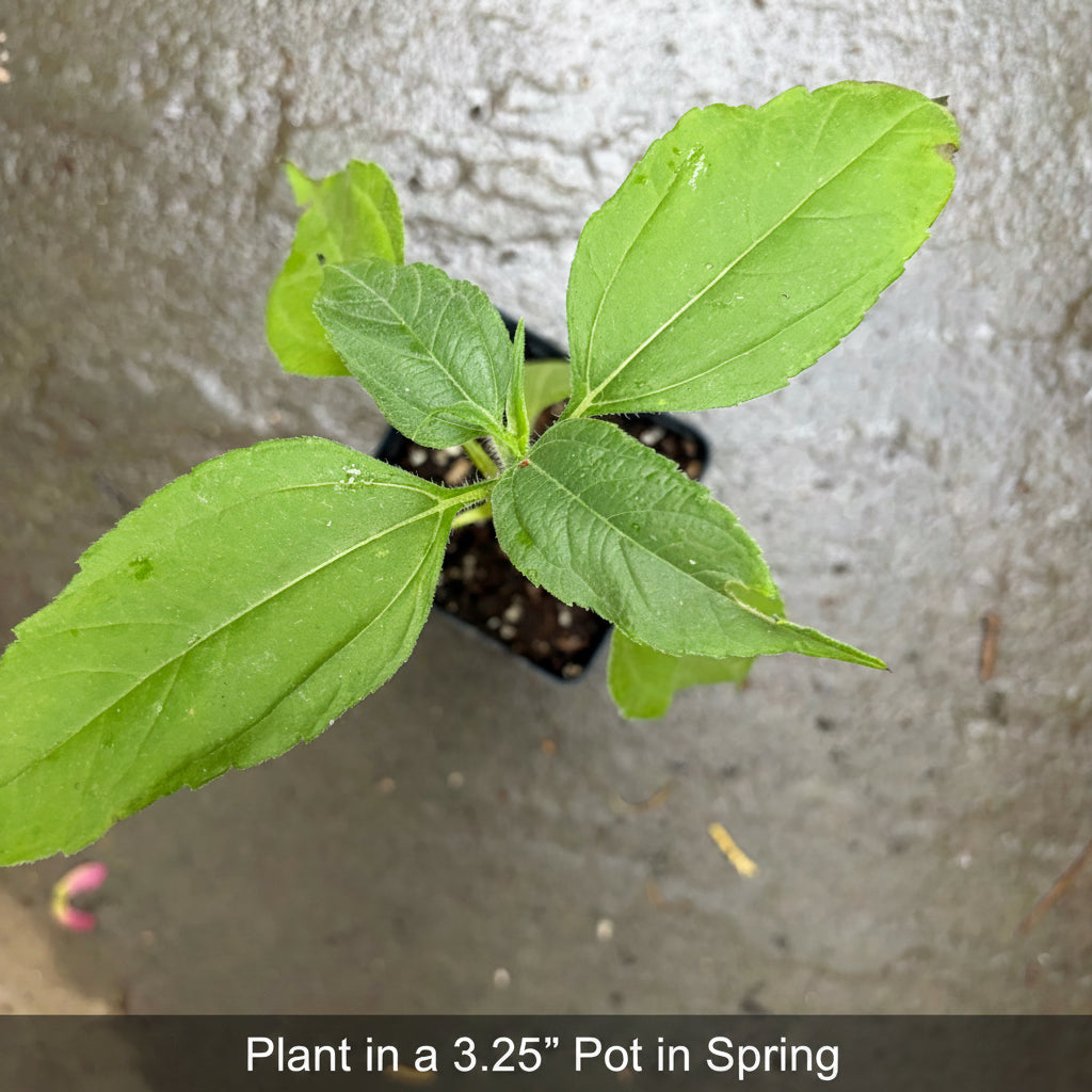 Jerusalem Artichoke (Helianthus tuberosus) Live Plants – Sunchoke, Edible Perennial, Zones 4–9