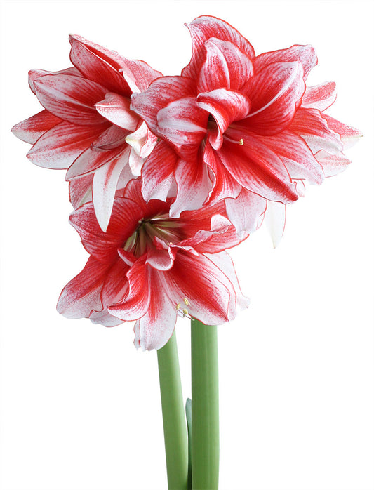 Joker® Sonata Amaryllis bulb from BloomingBulb, 18-22 cm size, showing a large, healthy flower bud and vibrant green leaves.